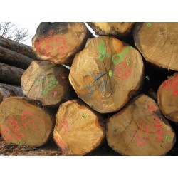 Flash marker aérosol peinture forestière très fluorescente bois